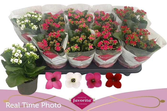 <h4>KAL EN GEM 4 KL</h4>