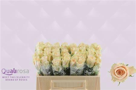 <h4>R GR CHARMANT</h4>