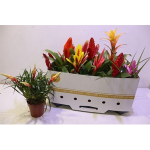 Bromelia Gem 10 Srt