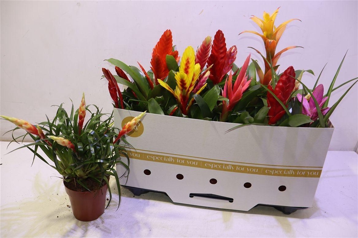 <h4>arr8 Bromelia Gem 10 Srt</h4>