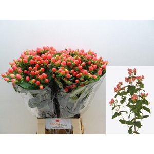 HYP MAG ROY PRINCESS