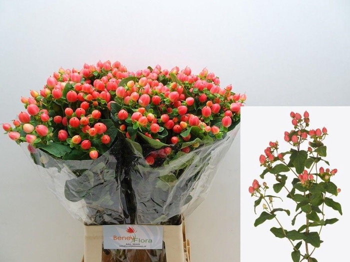 <h4>HYP MAG ROY PRINCESS</h4>