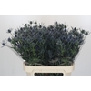 Eryngium Blue Dynamite