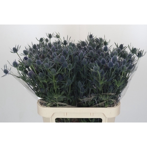 Eryngium Blue Dynamite