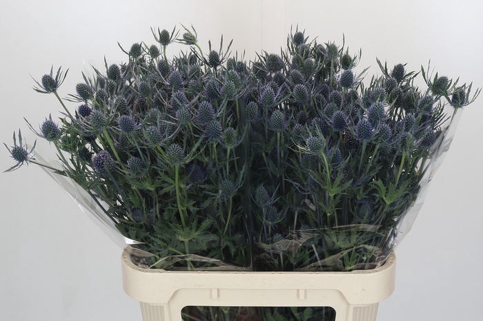<h4>Eryngium Blue Dynamite</h4>