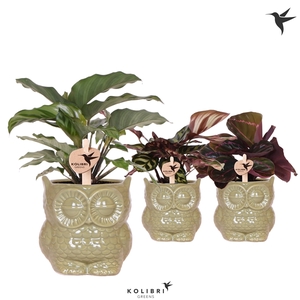 Kolibri Greens Calathea mix in Owl pot green