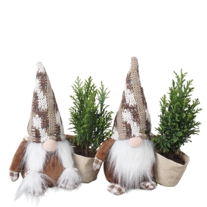 PTK25183 Ellwoodii in stoffen gnoom