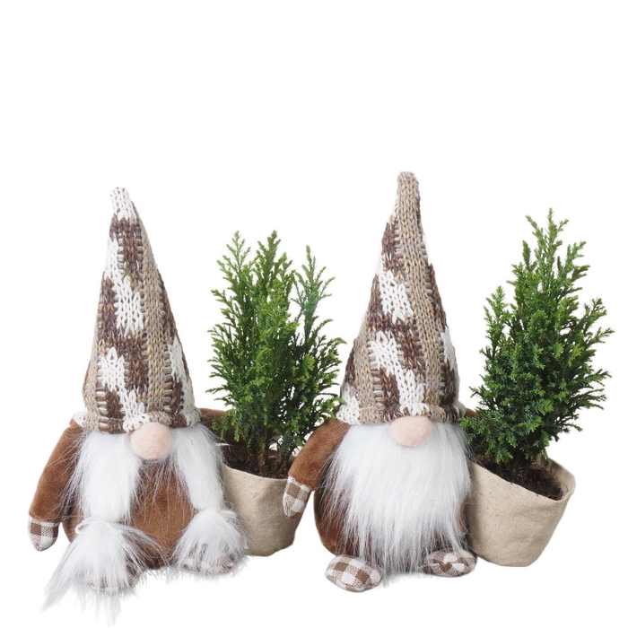 <h4>PTK25183 Ellwoodii in stoffen gnoom</h4>