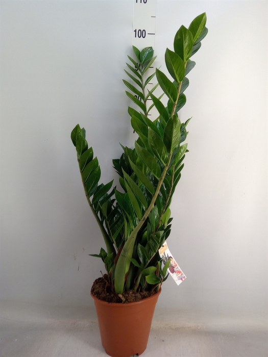 <h4>Zamioculcas zamiifolia</h4>