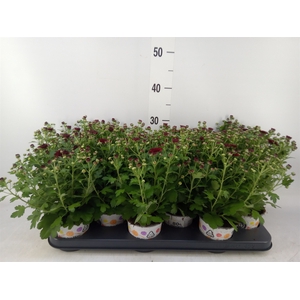Chrysanthemum  'GardM Red'