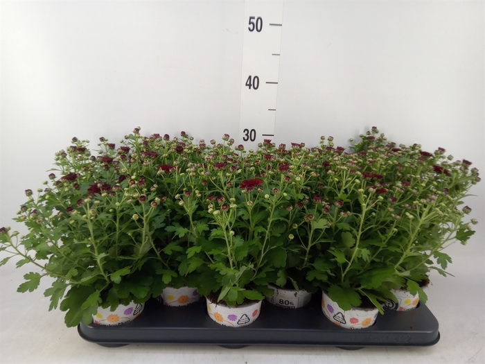 <h4>Chrysanthemum  'GardM Red'</h4>