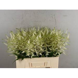 Astilbe Whasingthon