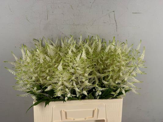 <h4>Astilbe Whasingthon</h4>