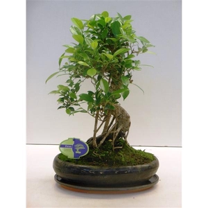 Ficus retusa, 29cm., shape, with drip tray