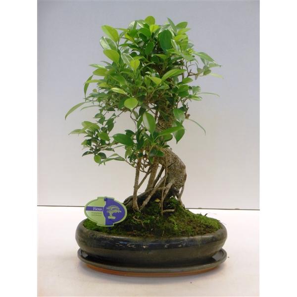 <h4>Ficus retusa, 29cm., shape, with drip tray</h4>
