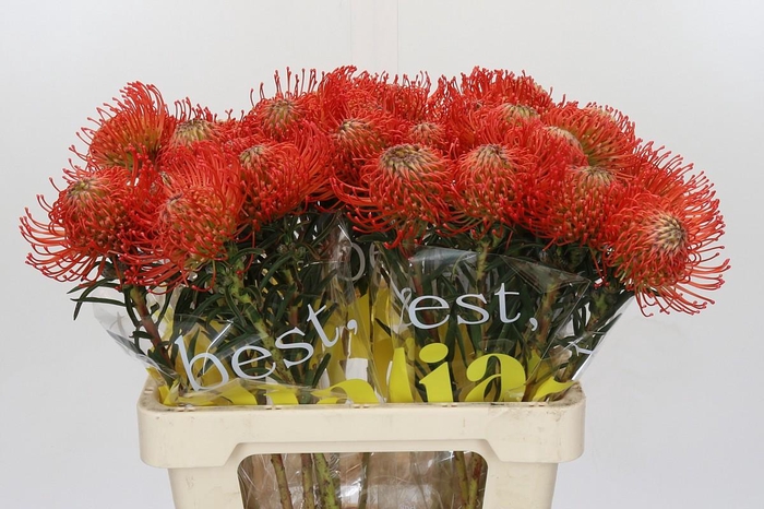 <h4>Nutans Succession</h4>