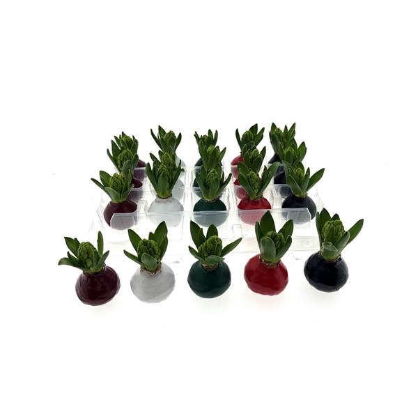 <h4>Wax Hyacint Herfstkleuren 'Basic mix'</h4>