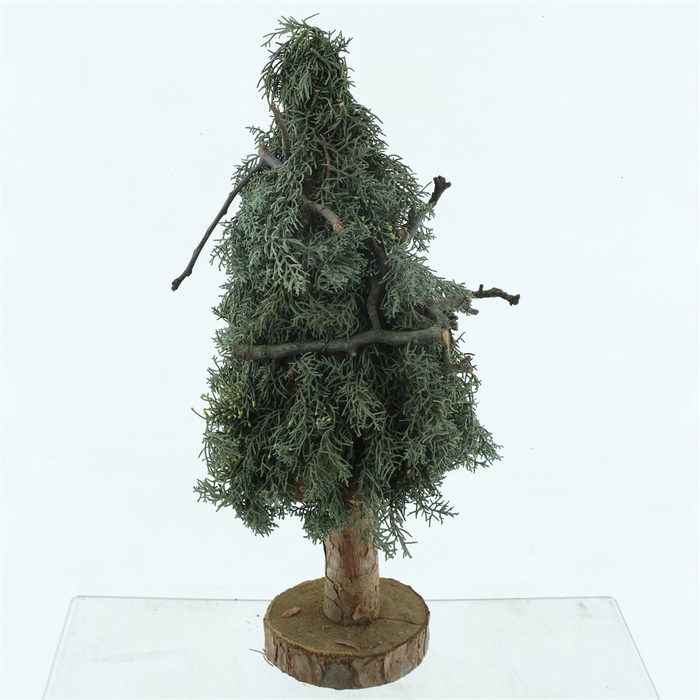 <h4>Cypresse Tree Round Perenhout</h4>