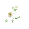 Ranunculus Extra White