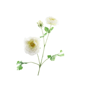 Ranunculus Extra White