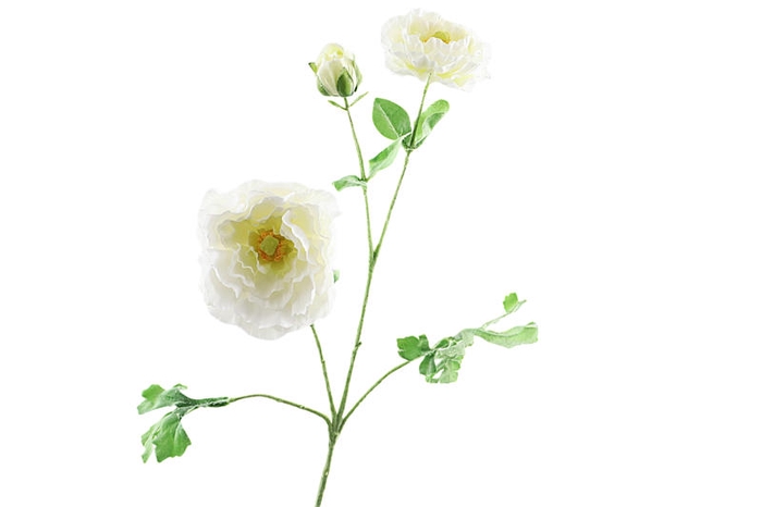 Ranunculus Extra White