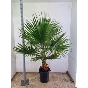 WASHINGTONIA