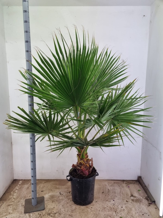 <h4>WASHINGTONIA</h4>