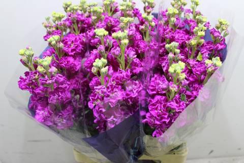 <h4>Matth Iron Purple</h4>