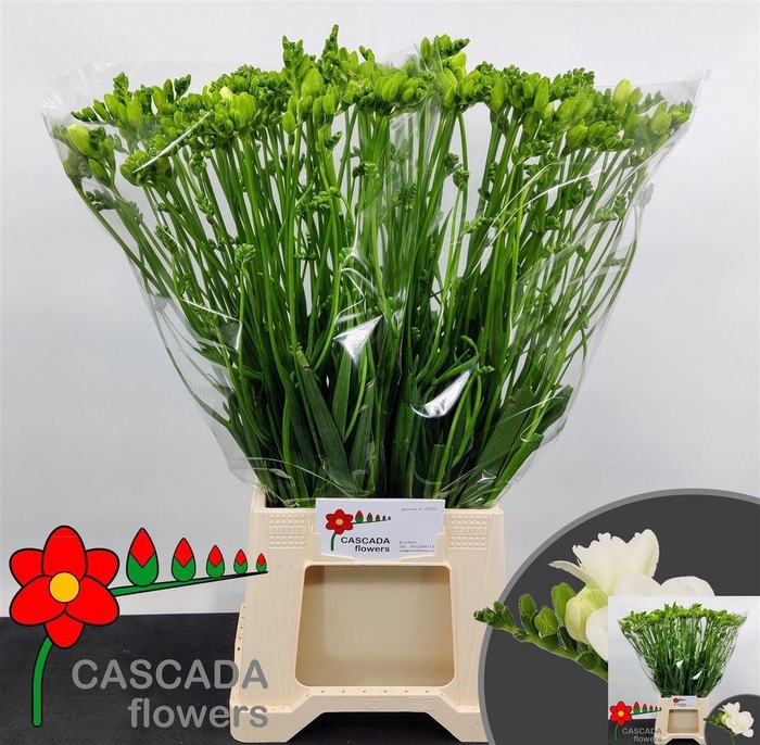 <h4>Fr Du Essence</h4>