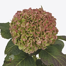 Hydrangea cannonball classic