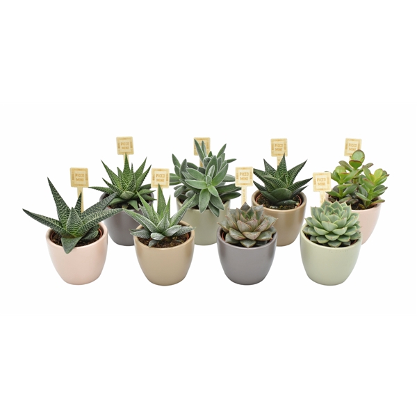 <h4>Succulenten gemengd 4 soorten</h4>