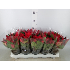 Euphorbia pulc. 'Christ Universe'