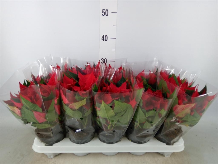 <h4>Euphorbia pulc. 'Christ Universe'</h4>