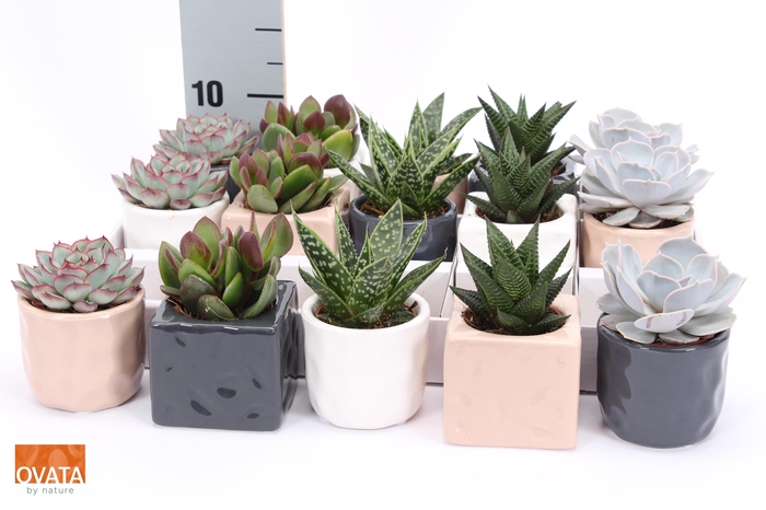 <h4>SUCC GEM 5 SRT</h4>
