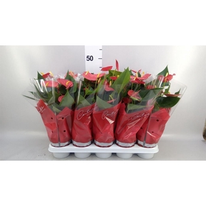 Anthurium andr. 'Esudo'