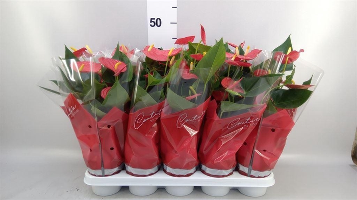 <h4>Anthurium andr. 'Esudo'</h4>