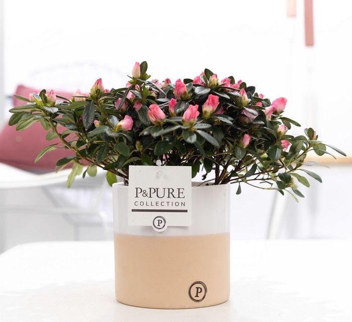 <h4>1st class Azalea pink in P&PURE Rosy ceramics</h4>