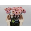 Dahlia Wine Eyed Jill