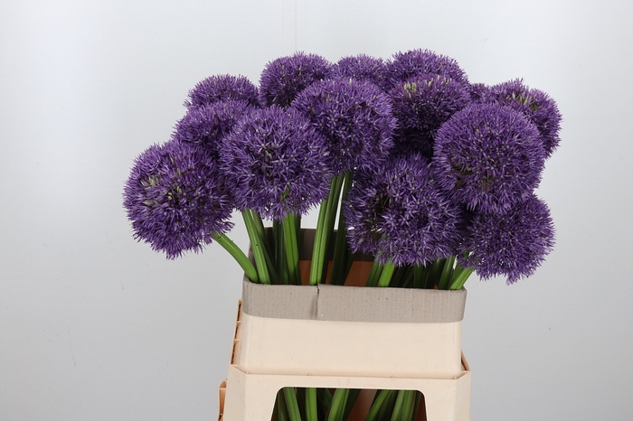 <h4>Allium Grootbloemig</h4>