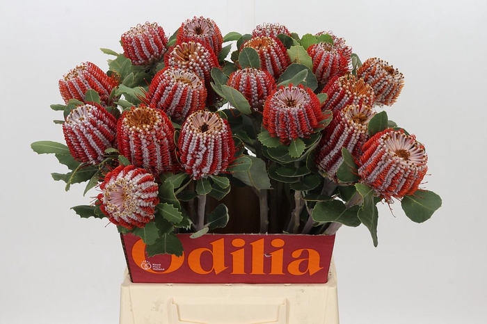 <h4>Banksia Coccinea</h4>