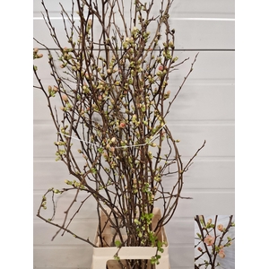 CHAENOMELES JAPONICA