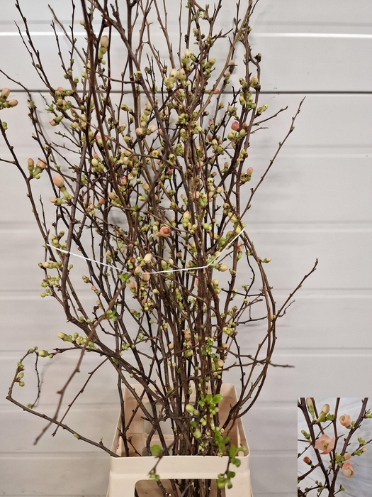 <h4>CHAENOMELES JAPONICA</h4>