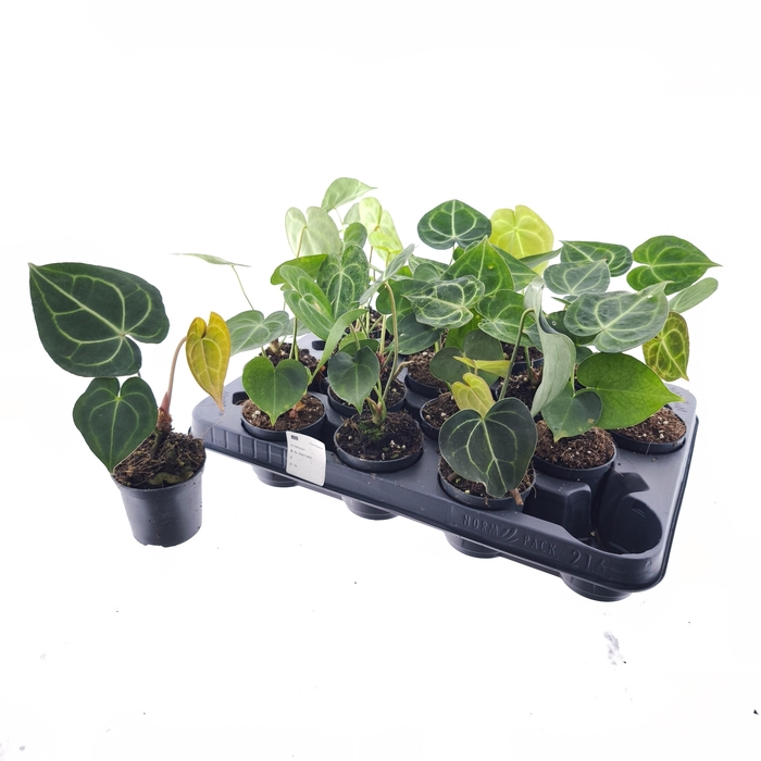 <h4>ANTHU CLARINERVIUM</h4>