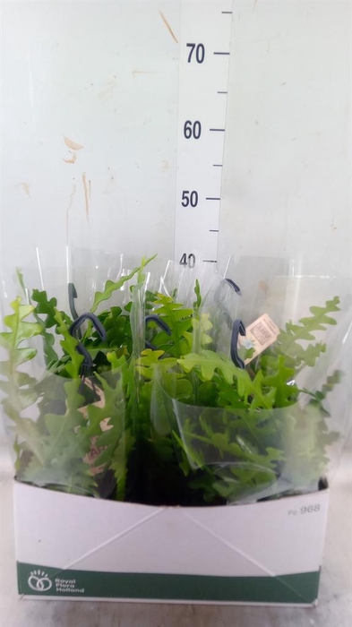 <h4>Epiphyllum anguliger</h4>