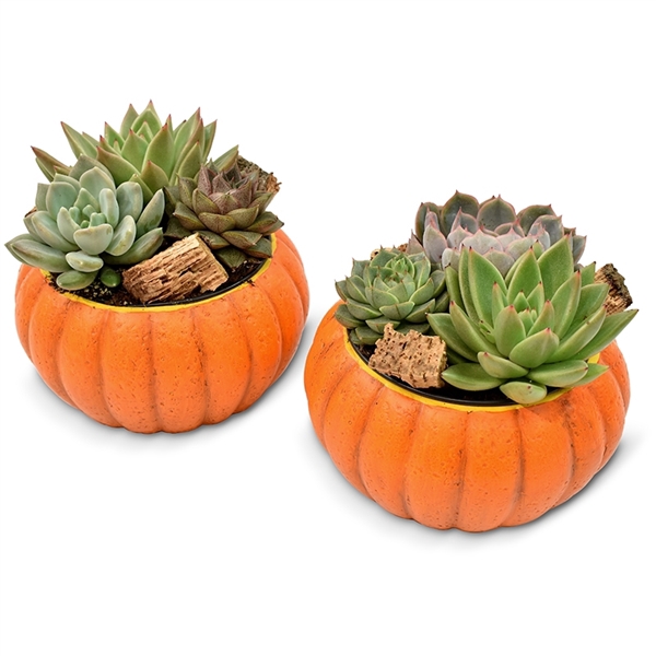 Echeveria trio with cork in Pumpkin ceramics