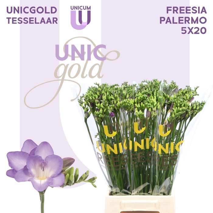 <h4>Fr En Palermo X20 Tesselaar</h4>