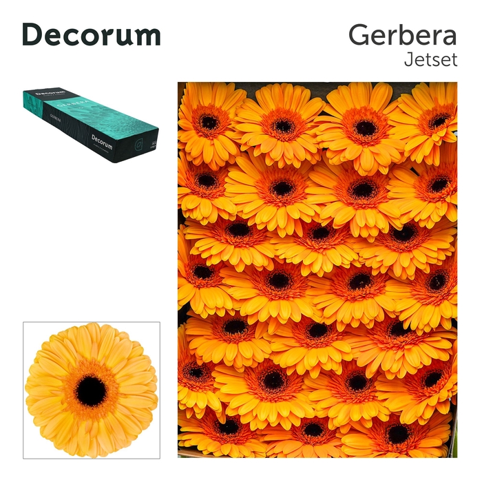 Gerbera Jetset Doos