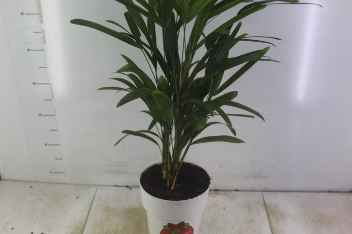 <h4>PALMEIRA RAPHIS P17</h4>