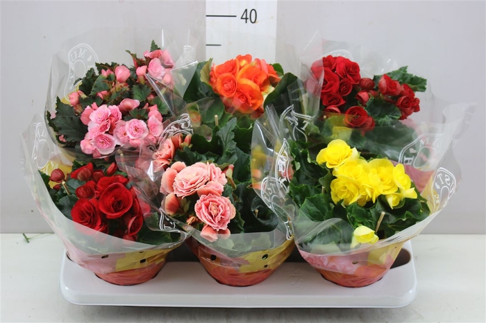 <h4>Begonia Du Gemengd</h4>