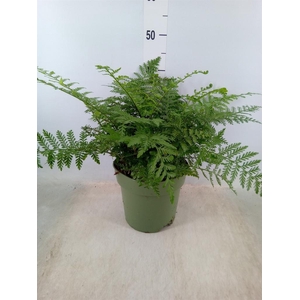 Asplenium  'Parvati'
